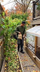 530K views · 10K reactions | Guide to planting garlic from start to curing process #fbreelsvideo #gardening #gardeningtips #gardening101 #Garlic | Plantedinthegarden | Facebook