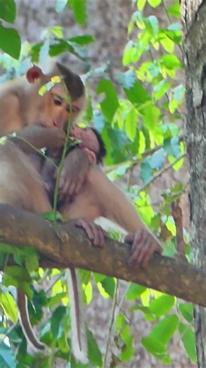 Cherry Do love Other Baby Monkey and take him far away from His mom !