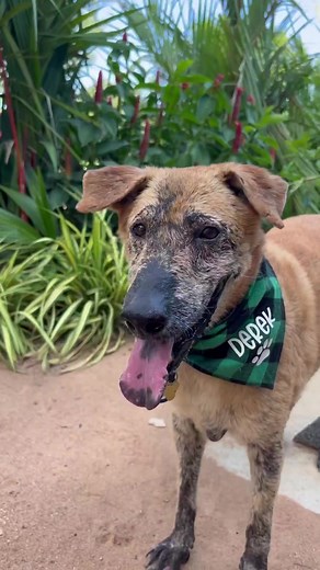 This was your life Derek ♥️ We know Niall, Sybille, Valeria, and Samui_street_dogs will be asleep right now but we thought this would be a nice surprise to wake up to. Derek had the best 14 months any dog could wish for and really, that's what's most important. He passed surrounded by the people he loved and who loved him after months of care, friendship, and comfort. It's what all of us hope for 🙏🏼 So to wave Derek off, here are some of his best bits. The best bits of the best boy. It's not g