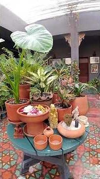 DIY Plant Table Setup | Easy Indoor Decor Ideas: