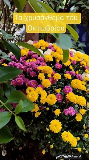 Χρυσάνθεμα – τα λουλούδια του Οκτωβρίου #shorts #λουλούδια #autumn