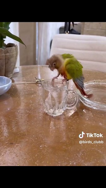 Dancing bird 🎶😂💃🐦#lovebird #birddancing #dancingbird #birds #birdsounds