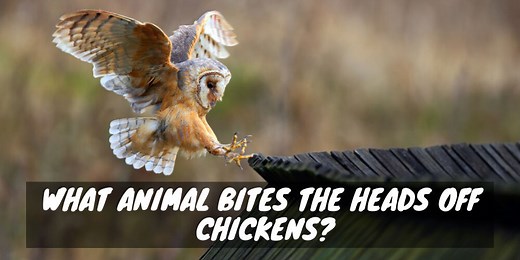 What Animal Bites the Heads off Chickens? - Sorry Chicken
