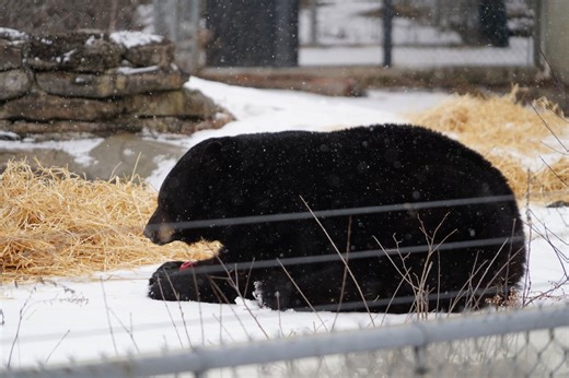 This bear just came out of hibernation fashionably late