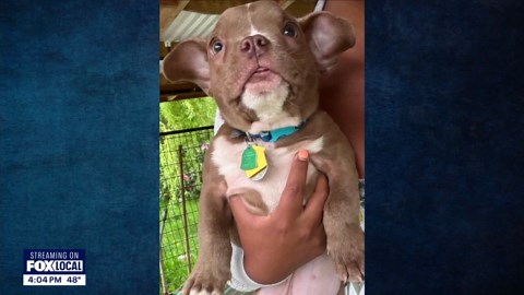 Seattle police searching for stolen micro bully dog