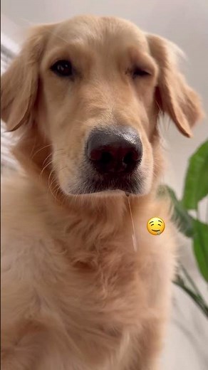 Funny faces of Golden Retriever #goldenretriever #dog