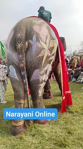 हात्ती महोत्सव: पुनमकली बनिन् सुन्दरी हात्ती | Narayani Online