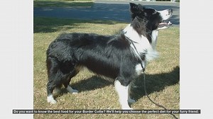 Best Food for Your Border Collie: A Complete Guide