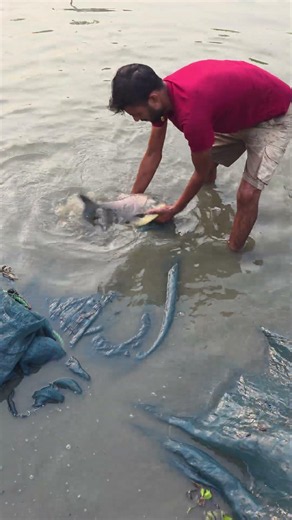 #shorts #fishing #handfish #fish #rescue