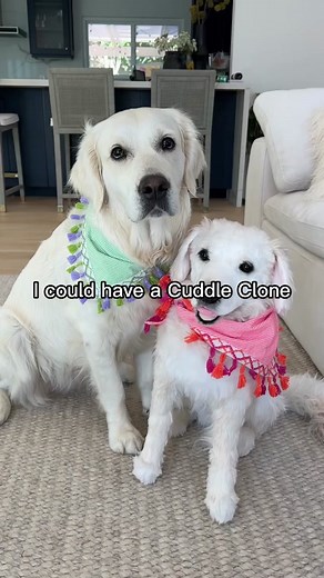 You could have it all with our pawsome #BlackFriday sale!!! Up to 60% off on ALL products 🙀😻 also TONIGHT is our plush Christmas ordering deadline for the 4-weeks rush! Don’t miss this op-purr-tunity! 😉 | #cuddleclones #customstuffedanimal #custompajamas #customslippers #custompetgifts #cat #dog #dogsoftiktok #catsoftiktok #tiktokmademebuyit #petlover #giftsforpetlover #doglover #cuteanimals #petloss #petmemorial #christmas #christmasgiftideas #giftideas #blackfridaydeals #sale