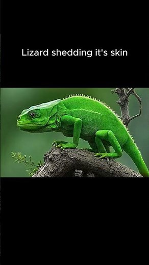 Lizard Skin Shedding- Animated