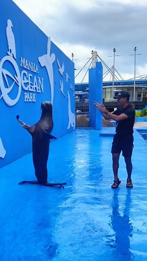 20 reactions | ANIMALS HAVE BETTER SKILLS THAN ME  WATCH: Manila Ocean Park (@manilaoceanpark) with their dynamic duo, Dazzle the Sulfur-crested Cockatoo, and Icis the South American Sea Lion joined the YOYOYO challenge! | #republicasia #ManilaOceanPark #yoyoyo Get the latest by visiting republicasiamedia.com and by following our socials!  manilaoceanpark | Tiktok | republicasia | Facebook