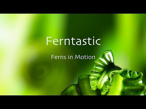Ferntastic Fern Unfurling Time Lapse