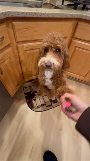 Bambi dancing with mama 🐶❤️💃🏽