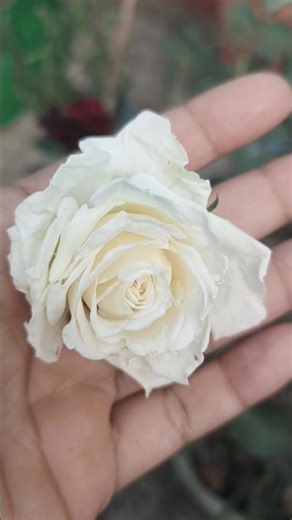 Rose Bud Blooming in Hand | Symbol of Love, Peace & New Beginnings