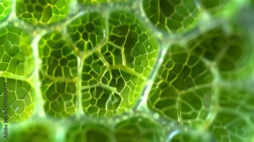 A microscopic view of a stomata the small openings on the surface of a leaf where gases exchange between the plant and its environment. . AI generation.