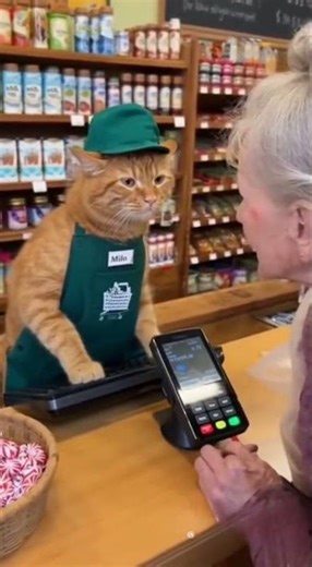 Old Lady Argues With Cute Cat Cashier 😹🛒