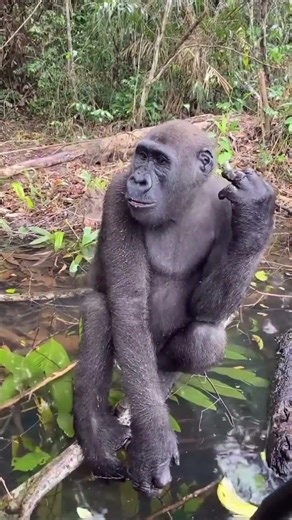 Gorillas In Congo Have a Very Fascinating Relationship With Rangers Protecting Them.