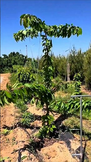 "Cherry Tree Branch Bending Technique for Bigger Harvest"#satisfying #pruning #treecare #shorts