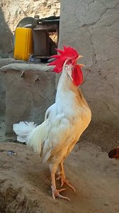 Adorable Rooster Crowing Sounds | Amazing Rooster Crowing Loudly . . . Crowing is a type of singing vocalization produced by chickens. It is believed to be associated with demonstration of territory of power to other males and to attract the attention of females. Although both sexes have the ability to crow, it's typically more common in male chickens (roosters) since the desire to crow is fueled by the presence of testosterone. Dominant roosters will crow more than subordinate roosters and are 