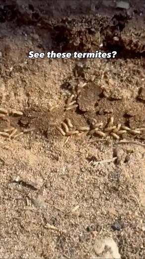 Termites might be tiny, but the damage? Not so much😵‍💫😬 Our termite monitoring stations help us catch activity early; saving you time, money, and stress! Don’t wait until the problem gets bad - protect your home from unwanted critters by scheduling a service with Insight today!💪🏽 #termitemonitoring #insightpestsolutions #southwestliving🌵 #elpasotx #albuquerquenm #homeprotection #pestcontrol | Insight Pest Southwest