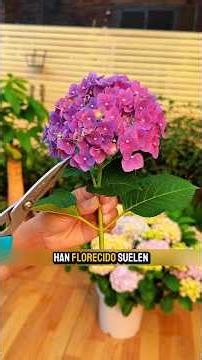 how to propagate hydrangeas #plants