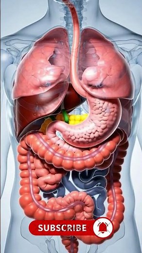 armed Digestion process in your body#shortvideo #