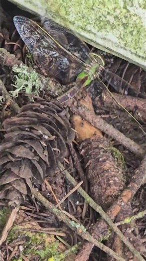 ants that are in my back yard however I do live in the forest.