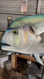 African Pompano (Alectis ciliaris) Known for its bright, metallic sheen and long trailing fin filaments, the African Pompano is a prized catch in tropical and subtropical waters. Often found near reefs and wrecks, it’s a powerful fighter and a standout species for any angler. This replica highlights its distinctive chrome coloration and bold body shape. #kingsailfishmounts #africanpompano #fishmount #fishreplica #fiberglassfish #fishingart #fishartist #saltwaterfishing #saltwaterfishing #fishart