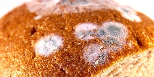 Why you should never eat moldy bread