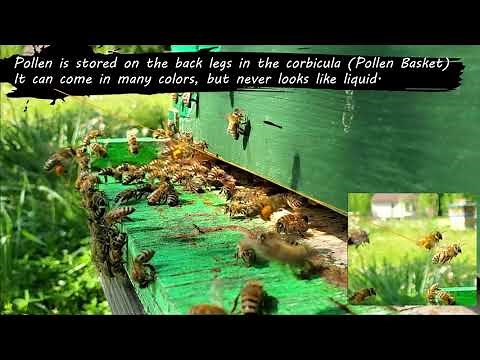 Observing the hive entrance | Beekeeping like a pro | What does fanning look like?