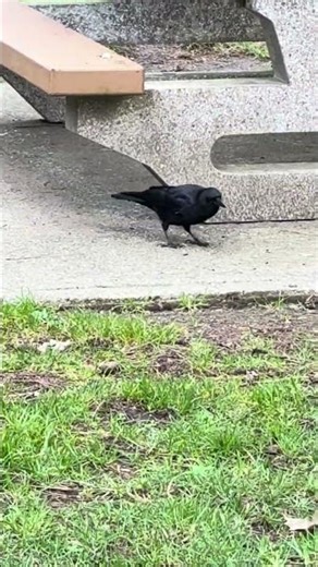 City CROW Lost the WAY 🐦‍⬛ | Smart Crow Moment | Urban Bird #shorts #crow #birds #wildlife #viral