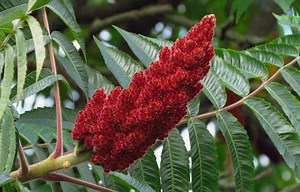 Sumac (Wu Bei Zi / Yan Fu Zi)