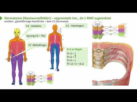 Untere Extremität I Plexus lumbo-sacralis - Übersicht I Prof. Dr. med. Wirth