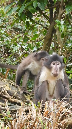 7K views · 294 reactions | For Endangered Species Day, we’re...