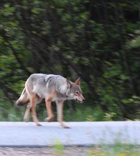 Meet Eastern Wolf !!!! I Spent 2 Years Searching for One of North America's Rarest Wolves... 🐺