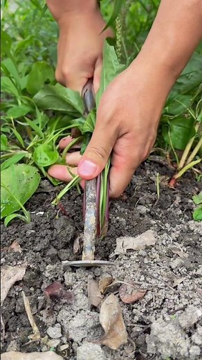Harvesting Root Crops: A Simple and Effective Method #shorts