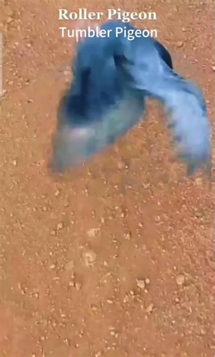 Exploring Tumbler and Roller Pigeon Breeds