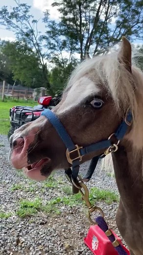 Horse Neighing: Sound Effects and Videos