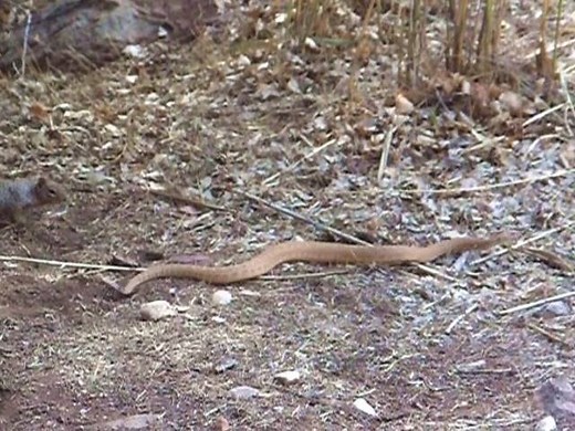 51K views · 1K reactions | Yikes! This rock squirrel is no joke! It's defending its burrow from a rattlesnake by scaring it off with repeated offensive dirt-shoving moves. Video Credit: Paul Mayer | 12News | Facebook