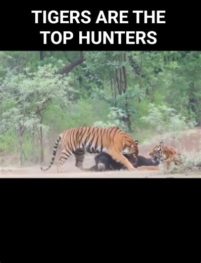 #tiger #vs #bear #animals #viral #wildlife #shortvideo #fighting #survival #cats #catvideos #views