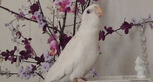 Cockatiel Sings 'If You're Happy and You Know It' and Really Gets into It