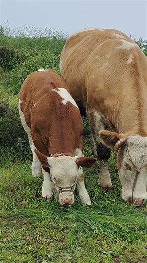 Big Simmental Bull: Loading Big Cows Techniques
