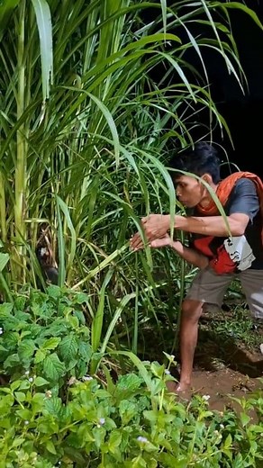 😱"in the bushes | Zain Malik