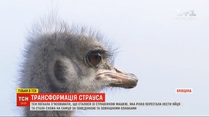 288K views · 1.2K reactions | Була Маша, стала Міша: на фермі під...