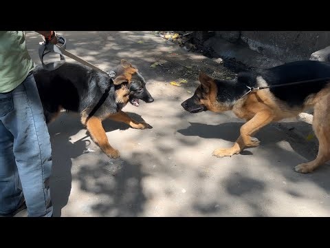 German Shepherd Attack😱 Longcoat and Double Coat