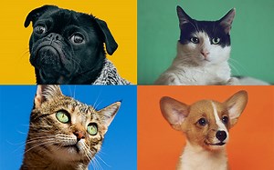 What came first, the Cat or the Dog?