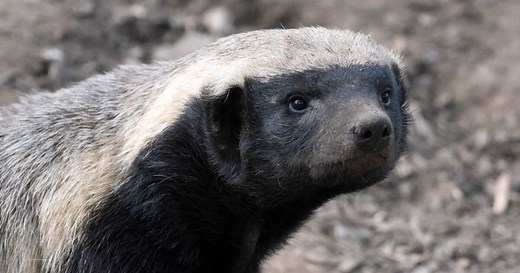 Qui est le ratel, cet animal connu pour être le plus agressif au monde ?