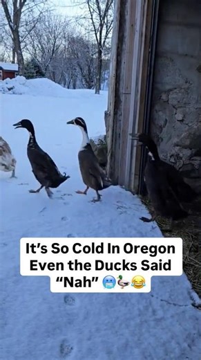 It’s So Cold Even the Ducks Said “Nah” 🥶🦆😂 | Winter Is Out of Control