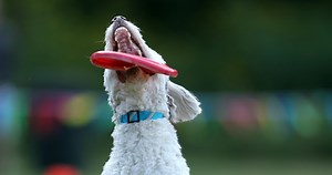 World’s largest dog competition brings K9 Frisbee Championship to Ohio (photos)